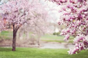 Spring/Summer Promotion 2026